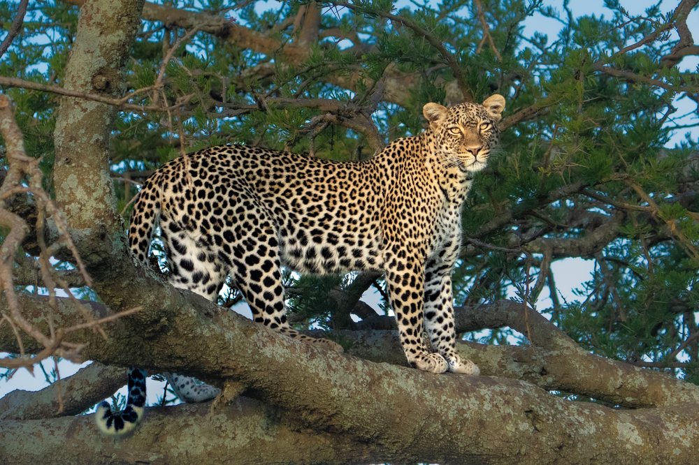Leopard resting on a branch