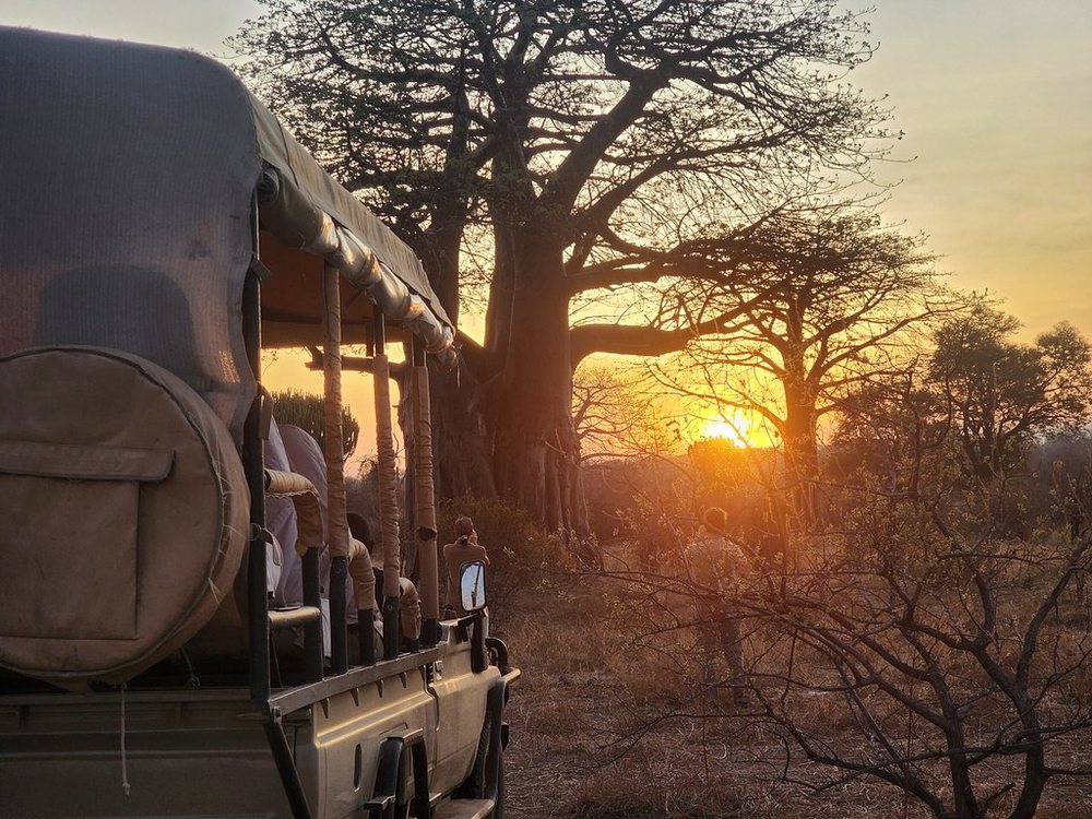 Safari vehicle beside a baobab at sunset