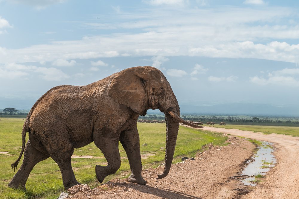 Elephant walking across the grassland
