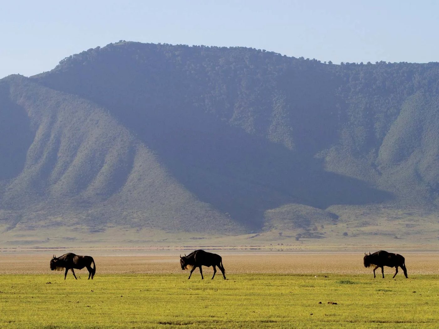 Wildebeest on the Ngorongoro crater floor beneath the crater wall