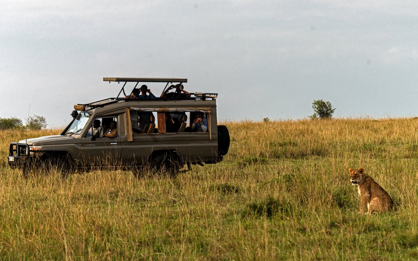 Safari vehicle beside a lioness