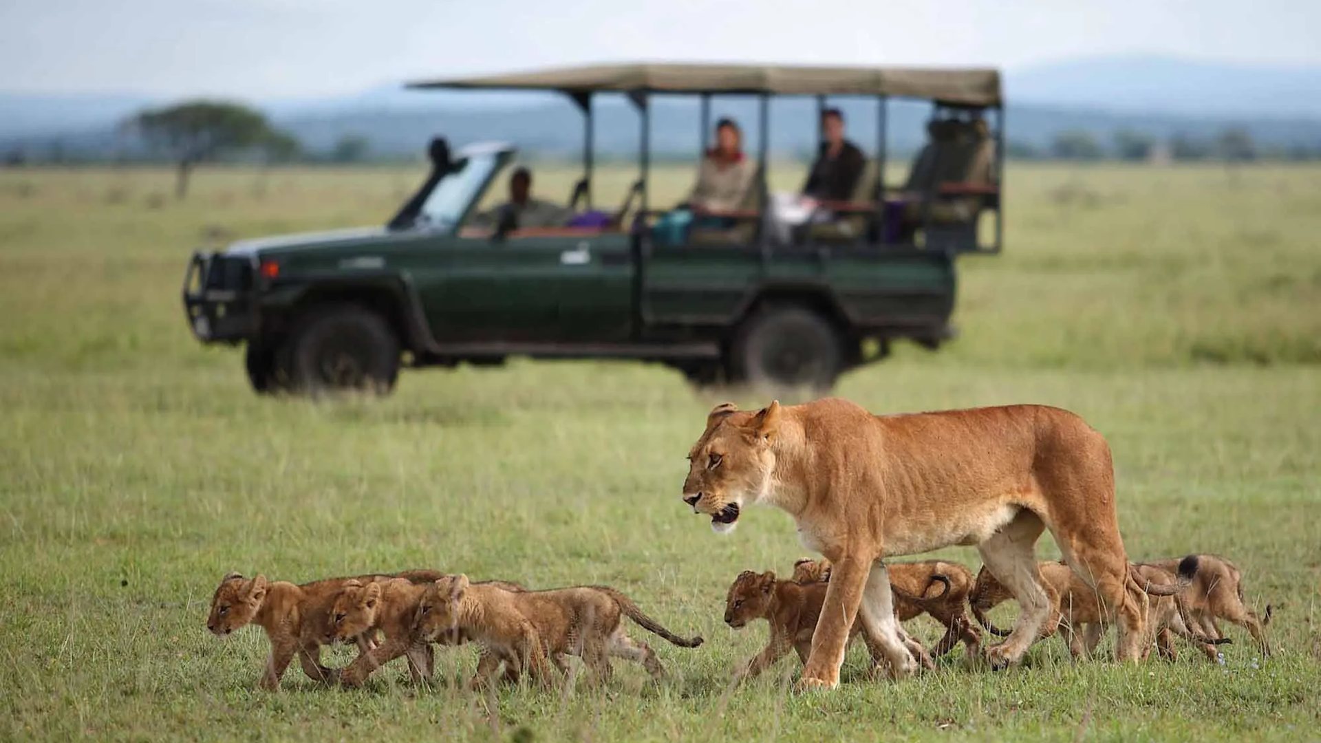 Lion pride walking past a safari vehicle on the Serengeti plains