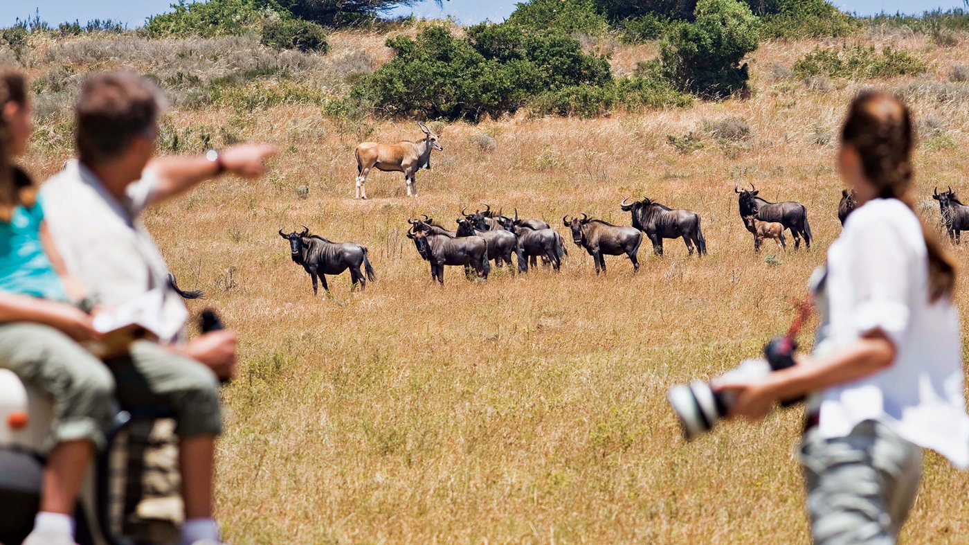 Family in an open safari vehicle watching wildebeest